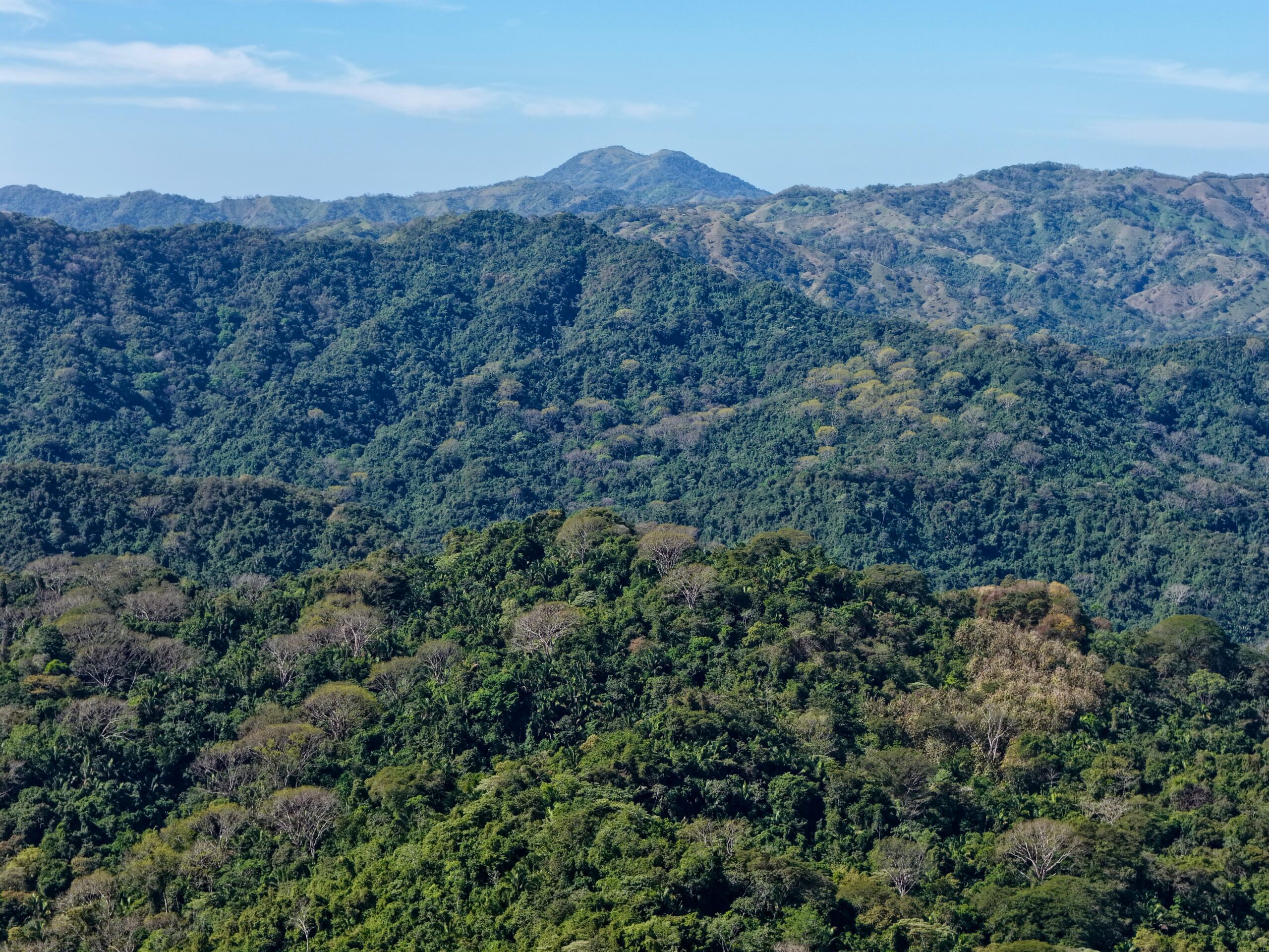 Karen Mogensen Reserve - Rain Forrest
